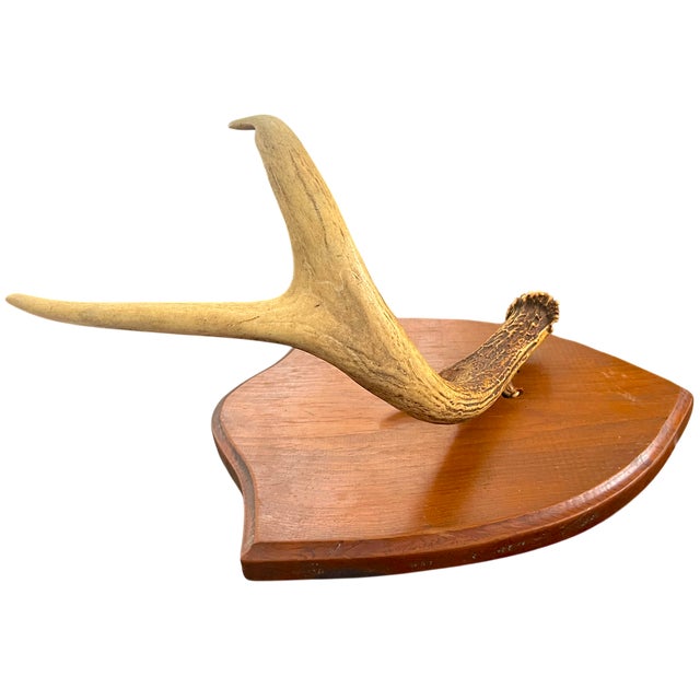 Ralph Lauren Vintage Single Deer Antler on Wood Shield Plaque – Sculptural Rustic Wall Decor, Ralph Lauren Lodge / Collected Interior Accent For Sale - Image 4 of 6