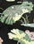 Huge Chinese Famille Noire Black Porcelain Jardiniere, Mandarin Ducks, Birds & Lotus Pond Goldfish Bowl Planter, Signed, Hong Kong For Sale - Image 10 of 14