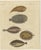 Bertuch, Five Soles and Flatfish, 1815, Print For Sale - Image 3 of 12