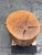 Wood Organic Modern Live Edge Tree Side Table/Stool For Sale - Image 7 of 12