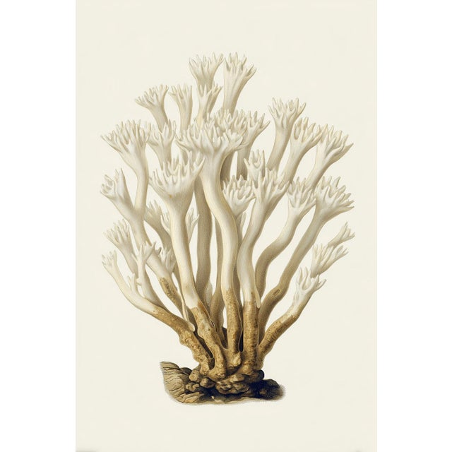 Illustration White Coral Botanical Fine Art Print No. 2 - Natural History Coastal Illustration | Neutral Color Palette For Sale - Image 3 of 3
