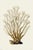 Illustration White Coral Botanical Fine Art Print No. 2 - Natural History Coastal Illustration | Neutral Color Palette For Sale - Image 3 of 3