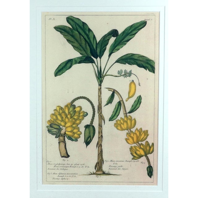 Botanical Hand-Colored Copper Engraving of Banana Plants, Georg Eberhard Rumphius, 1741–1750) For Sale - Image 4 of 17