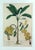Botanical Hand-Colored Copper Engraving of Banana Plants, Georg Eberhard Rumphius, 1741–1750) For Sale - Image 4 of 17