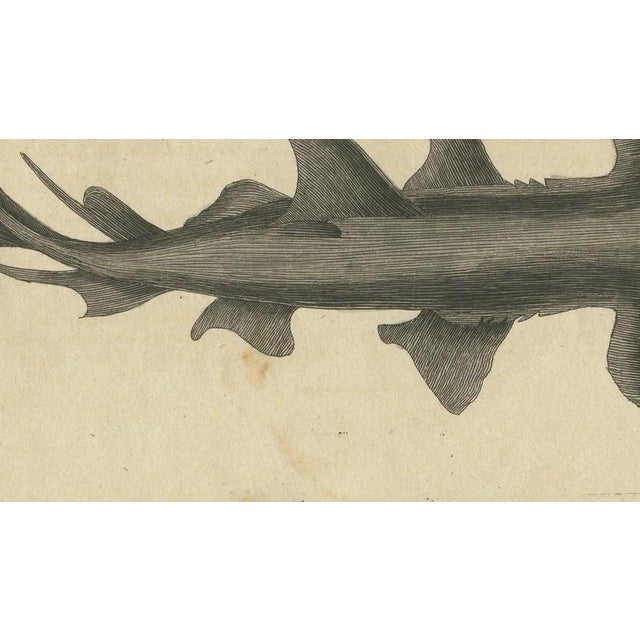 19th Century Bertuch, Hammerhead Shark with Pipefish and Sea Moths, 1820, Print For Sale - Image 5 of 12