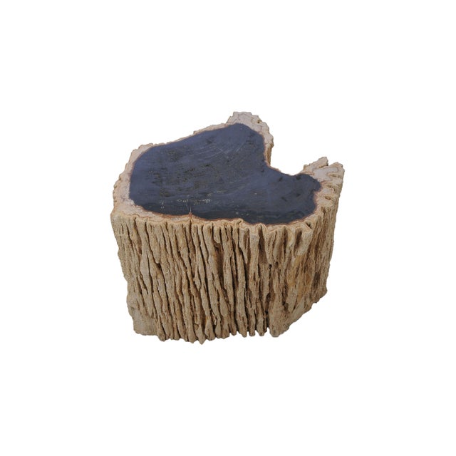 Petrified Wood Side Table by Xyleia Petrified Wood For Sale - Image 6 of 6