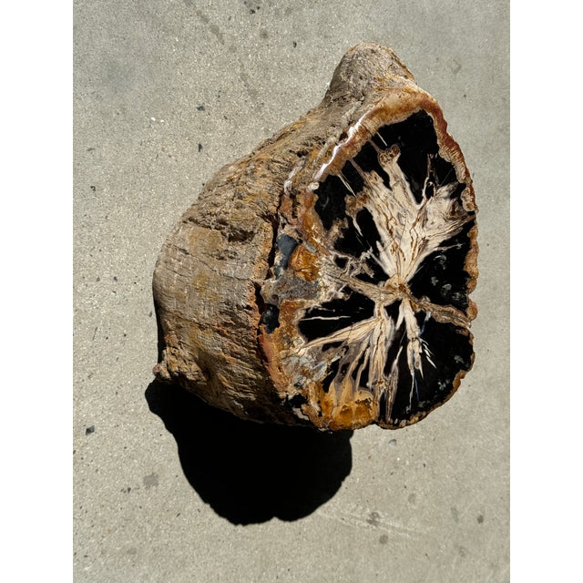 Large Side Table in Multicolored Rainbow Petrified Wood For Sale - Image 3 of 18