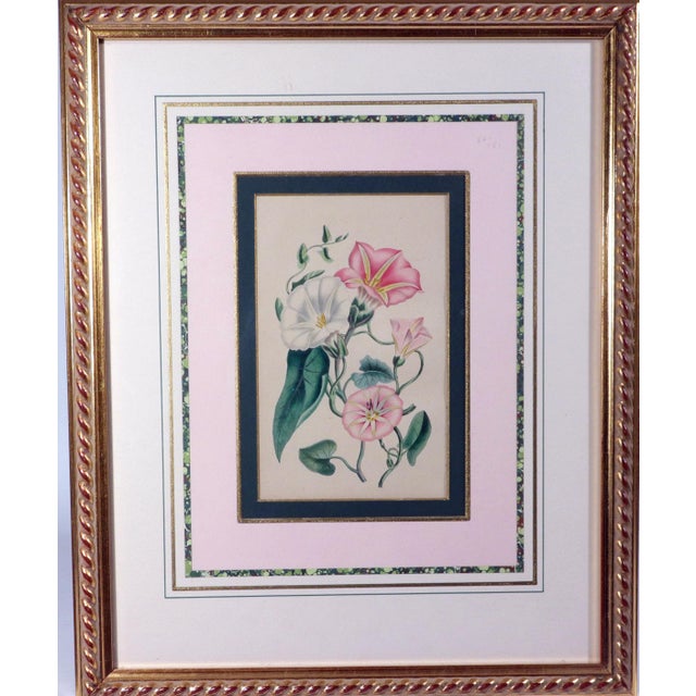 Robert Mackenzie Stark Pair of Botanical Prints From ‘Lessons From the Vegetable World’ For Sale In Philadelphia - Image 6 of 11