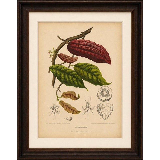 Red Berthe Hoola van Nooten, Cacao Tree (Theobroma Cacao), 1880, Chromolithograph For Sale - Image 8 of 9