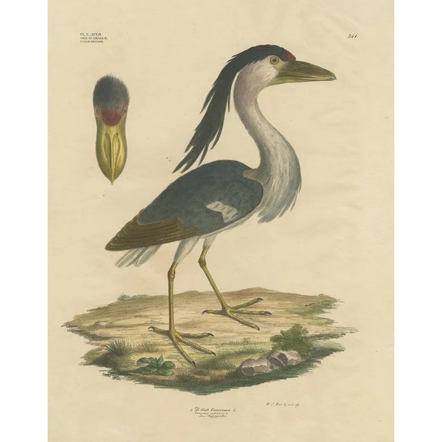 Goldfuss, Boat-Billed Heron, 1824, Paper For Sale