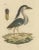 Goldfuss, Boat-Billed Heron, 1824, Paper For Sale