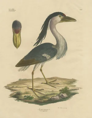 Goldfuss, Boat-Billed Heron, 1824, Paper