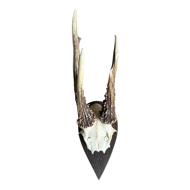 Early 1900s Roe Deer Trophy on Wood Plaque 177 Black Forest Antlers For Sale