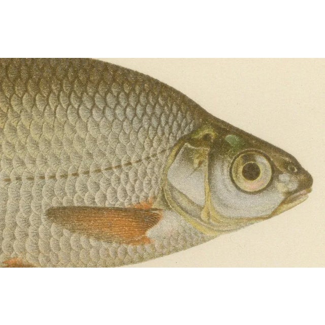 Freshwater Beauties on Litho, 1895, Paper For Sale - Image 3 of 10