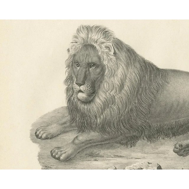 Mid 19th Century Barbary Lion, 1836, Lithograph For Sale - Image 5 of 10