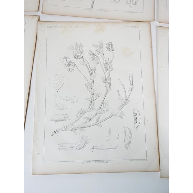 Gray Mid 19th Century Us Pacifc Railroad Botanical Lithograph Book Plate - Set of 6 For Sale - Image 8 of 10
