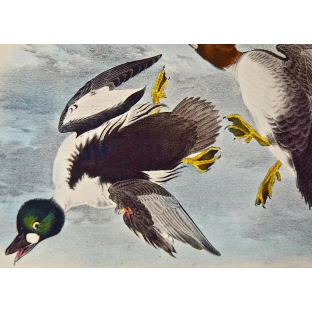 Realism Audubon Golden Eye Duck: An Original 1st Edition Hand Colored Audubon Bird Lithograph, 1840 For Sale - Image 3 of 6