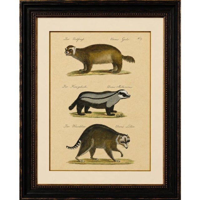 Raccoon, Honey Badger & Wolverine, Brodtmann Lithograph, 1816 This original hand-colored lithograph depicts three...