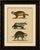 Raccoon, Honey Badger & Wolverine, Brodtmann Lithograph, 1816 This original hand-colored lithograph depicts three...