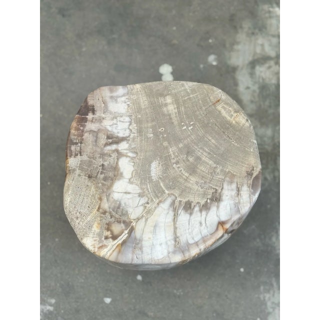 Petrified Stool - Single For Sale - Image 4 of 17