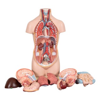 Vintage Anatomical Model, Germany, 1950s For Sale