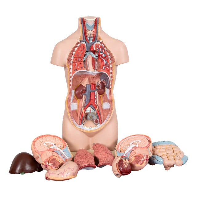 Vintage Anatomical Model, Germany, 1950s For Sale
