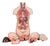 Vintage Anatomical Model, Germany, 1950s For Sale