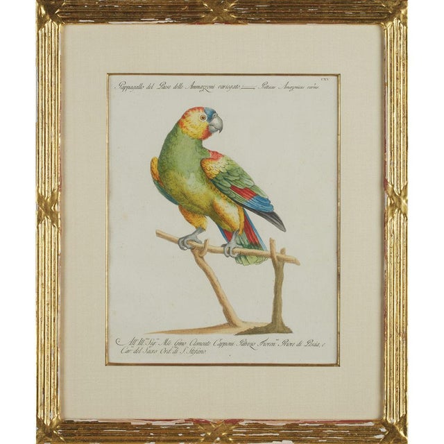 Xaviero Manetti, Ornithologia, 1800s, Engraving & Paper, Set of 6 For Sale - Image 5 of 9