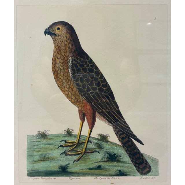A beautifully detailed ornithological print depicting the Sparrow Hawk (Accipiter fringillarius), presented in the elegant...