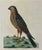 A beautifully detailed ornithological print depicting the Sparrow Hawk (Accipiter fringillarius), presented in the elegant...