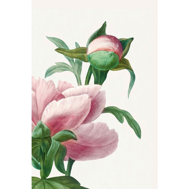 English Peony by Pierre-Joseph Redouté, Vintage Botanical Art Print, 16" X 24" For Sale - Image 3 of 11