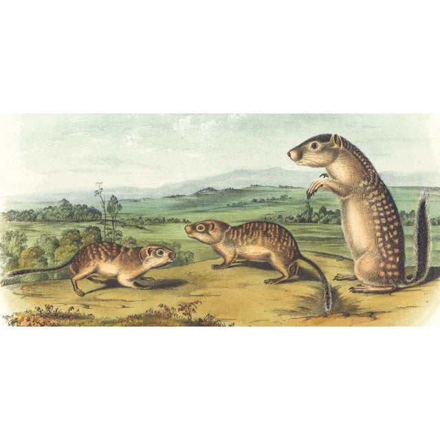 Original first edition Audubon stone lithograph from "The Viviparous Quadrupeds of North America", octavo edition, printed...