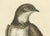 Antique Bird print: The Greatest Martin or Swift" **Artist**: George Edwards **Plate Number**: 27 **Date**: Published...