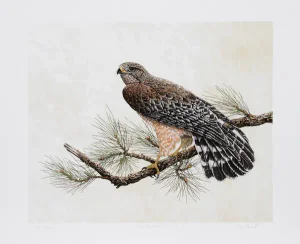 Chris Forrest, "Red Shouldered Hawk," Lithograph