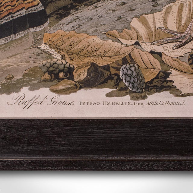 Green Vintage Ruffed Grouse Picture, English, Framed Print, Jj Audubon, Wildlife Art For Sale - Image 8 of 10
