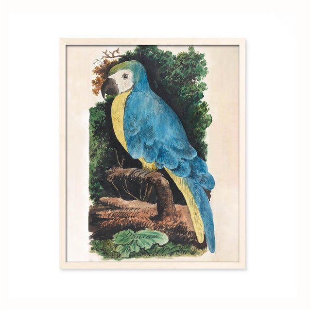 Illustration Antique Reproduction Naturalist Macaw Parrot (Blue) For Sale - Image 3 of 6