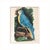 Illustration Antique Reproduction Naturalist Macaw Parrot (Blue) For Sale - Image 3 of 6