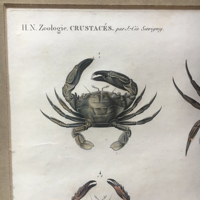 Zoology Crabs 1805-12 - Description De l'Egypte Antique Large Engraved Plate For Sale - Image 4 of 12