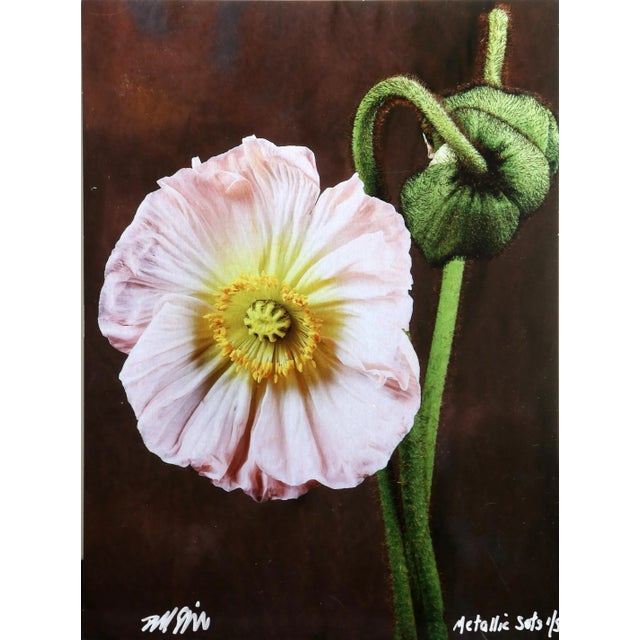 Pink Poppy from the Metallic Sets Jonathan Singer American (1949–2019) Dye Sublimation Print on Metal, signed and numbered...