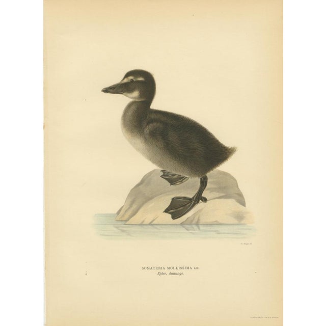 1920s Antique Eider Duck Lithographs, Somateria Mollissima, Sweden, 1929, Set of 4 For Sale - Image 5 of 10