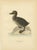 1920s Antique Eider Duck Lithographs, Somateria Mollissima, Sweden, 1929, Set of 4 For Sale - Image 5 of 10
