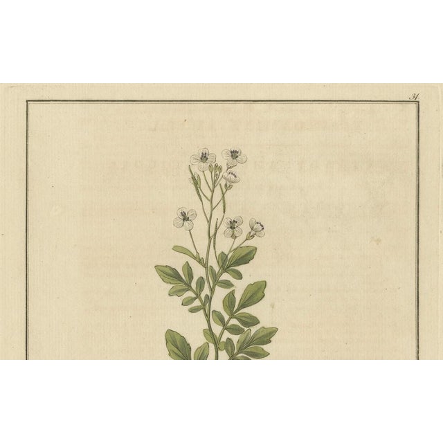 Guimpel, Botanical Study of Cardamine Amara or Bittercress, 1822, Engraving For Sale - Image 3 of 6