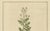 Guimpel, Botanical Study of Cardamine Amara or Bittercress, 1822, Engraving For Sale - Image 3 of 6