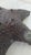 Maitland - Smith Late 20th Century Maitland-Smith Dark Patina Starfish Tabletop Sculpture For Sale - Image 4 of 17