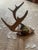 Rustic 1948 Wall Hanging Vintage Antler Wall Hanging Plaque Mount With Velvet For Sale - Image 3 of 11