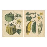 Calwer, Pumpkin and Cucumber, Garden Fruits, 1852, Prints, Set of 2 For Sale