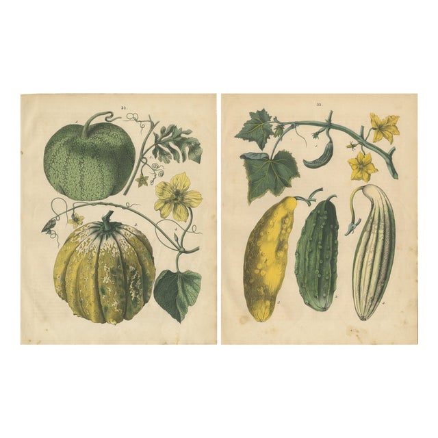 Calwer, Pumpkin and Cucumber, Garden Fruits, 1852, Prints, Set of 2 For Sale