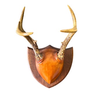 2001 Karl E. Hallberg “Night Hawk” Deer Antler & Hand-Tooled Leather Trophy Wall Mount For Sale