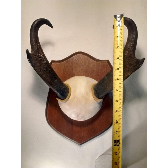 Pronghorn Antelope Horns Taxidermy Wall Décor Chairish
