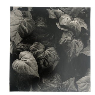 Ivy Botanical Study by Garo For Sale